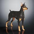 Black and Tan Doberman Pinscher in Standing Posture on Shiny Black Background with Reflection