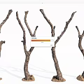 Dry Trees With Bare Branches And Textured Trunks On Soil Base