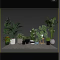 Lush Bonsai Potted Plants With Various Greenery In Different Planters Indoor Setup