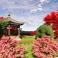 Chinese Pavilion Garden Landscape With Trimmed Hedges Tulip Flowers And Red Trees