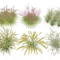 Various Types of Ornamental Grasses with Different Colors for Garden Decoration