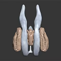 Abstract Biological Form With Fleshy Textured Parts And White Covering Layers