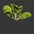 Venus Flytrap Household Plant With Green Leaves Red Interior And Pest Control Function