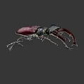 Vibrant Red Black Stag Beetle Displaying Large Shiny Mandibles on Dark Background