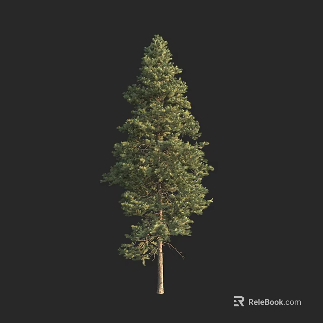 Tall Arbor With Lush Green Foliage And Strong Straight Trunk Against Black Background 3d model 