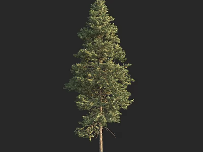 Tall Arbor With Lush Green Foliage And Strong Straight Trunk Against Black Background 3d model