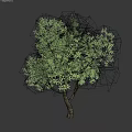 Lush Green Tree with Dense Foliage and Dark Trunk Standing Against Gray Backdrop