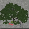 Outdoor Arbor Tree With Lush Green Foliage And Strong Trunk On Paved Square