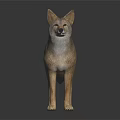 Standing Coyote With Realistic Brown Gray Fur And Reflection On Dark Background
