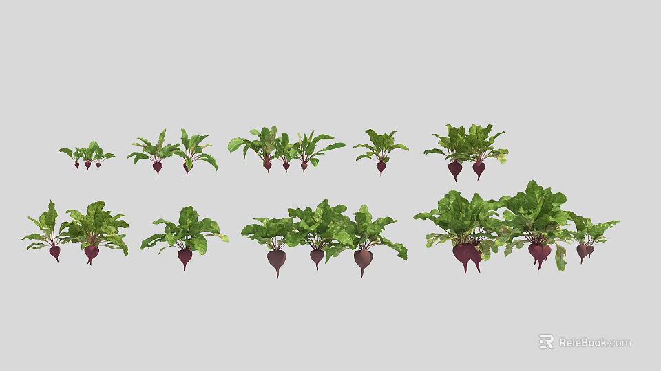 Organic Fresh Beets With Vibrant Green Leaves And Purple Roots 3d model 