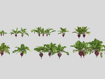 Organic Fresh Beets With Vibrant Green Leaves And Purple Roots 3d model