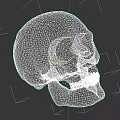 Detailed 3D Model of Human Skull with Textured Surface and Visible Teeth