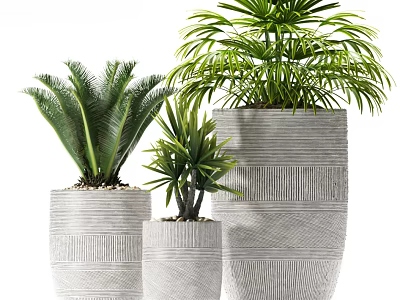 Three Different Sizes Green Leafy Bonsai Potted Plants In Textured Gray Pots 3d model