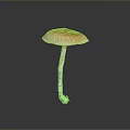 Fresh Edible Mushroom With Orange Cap And White Stem On Dark Surface