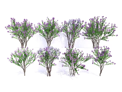 Lush Purple Flowering Arbor Trees With Green Leaves And Multiple Stems 3d model