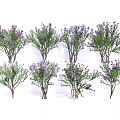 Lush Purple Flowering Arbor Trees With Green Leaves And Multiple Stems
