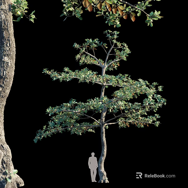 Tall Arbor With Green Leaves Sturdy Trunk And Person Figure For Scale 3d model 