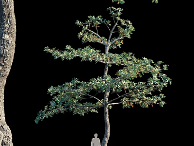 Tall Arbor With Green Leaves Sturdy Trunk And Person Figure For Scale 3d model