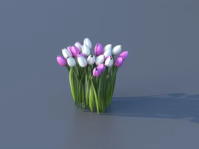 Pink and White Tulips in Simple Vase with Green Stems and Fresh Blooms 3d model