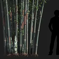 Tall Dense Green Bamboo Plants Growing With Person Silhouette Showing Height In Natural Background
