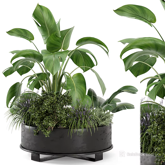 Potted Plants with Large Green Leaves Green Shrubs and Purple Grasses in Black Pot 3d model 