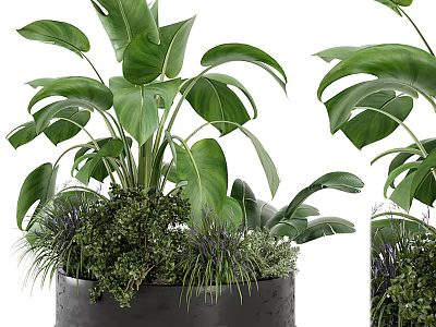 Potted Plants with Large Green Leaves Green Shrubs and Purple Grasses in Black Pot 3d model