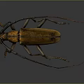 Longhorn Beetle With Long Antennae Long Legs Yellow Black Body On Gray Background With Reflection