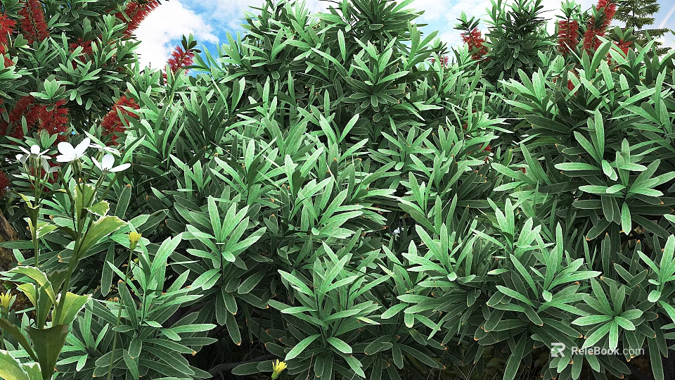 Lush Green Shrubs Featuring Long Narrow Leaves and Vibrant Red Flowers for Garden Landscaping 3d model 