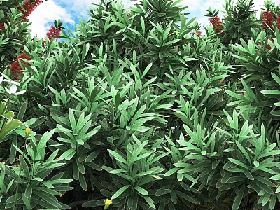 Lush Green Shrubs Featuring Long Narrow Leaves and Vibrant Red Flowers for Garden Landscaping 3d model