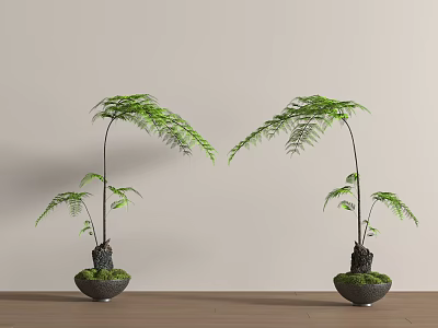 Fern Bonsai Plants With Green Leaves Curved Stems Black Pots Moss Light-Colored Wall Wooden Floor 3d model