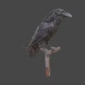 Black Crow Perched On Wooden Branch With Gray Background And Detailed Feathers