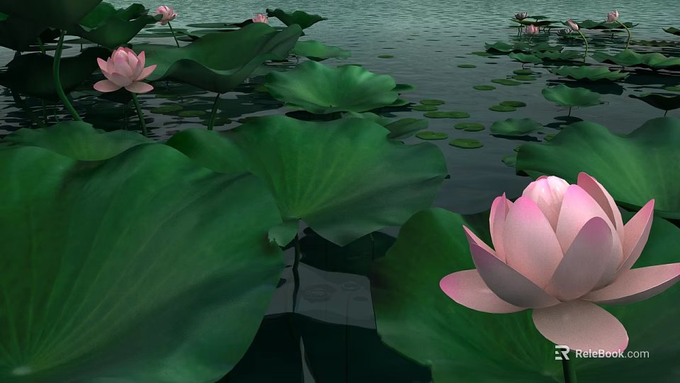 Beautiful Pink Lotus Flowers With Green Leaves Floating On Calm Water Surface 3d model 