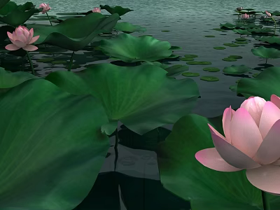 Beautiful Pink Lotus Flowers With Green Leaves Floating On Calm Water Surface 3d model