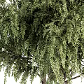 Bonsai Potted Plant With Lush Green Foliage And Multiple Trunks In White Planter