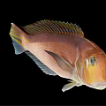 Modern Fish 3d model