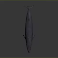 Blue Whale With Elongated Body Open Mouth And Yellow Throat On Gray Background