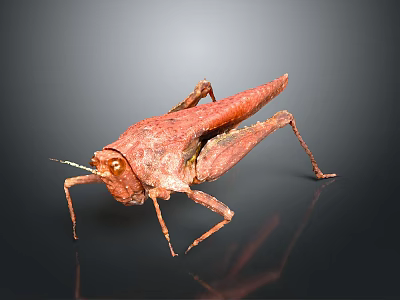 Red Grasshopper With Detailed Texture And Long Hind Legs On Gray Background 3d model