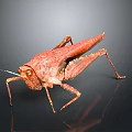 Red Grasshopper With Detailed Texture And Long Hind Legs On Gray Background