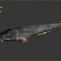 Sleek Elongated Aquatic Catfish With Smooth Dark Purple Skin Whiskers And Orange Tail
