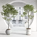 Lush Green Potted Bonsai Trees in White Striped Planters with Archway and Building View