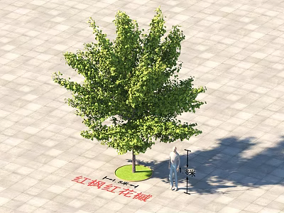 Red Maple Tree With Lush Green Leaves On Lawn Near People Street Lamp Paved Ground 3d model