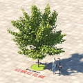 Red Maple Tree With Lush Green Leaves On Lawn Near People Street Lamp Paved Ground