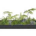 Lush Green Ferns and Plants in Modern Rectangular Planter Box with Stones
