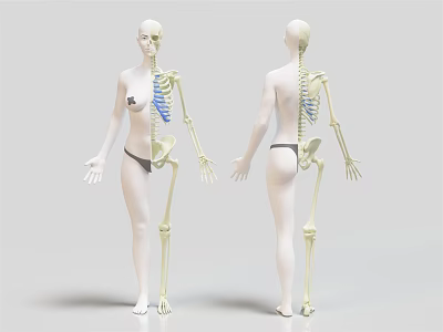 Human Limb Skeleton Structure Front And Back View 3D Model 3d model