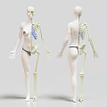 Human Limb Skeleton Structure Front And Back View 3D Model 3d model