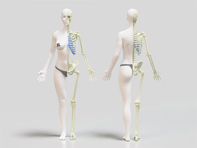 Human Limb Skeleton Structure Front And Back View 3D Model 3d model