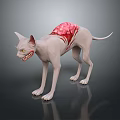 Hairless Cat With Red Fleshy Back Structure And Yellow Menacing Eyes