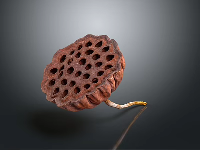 Dried Brown Lotus Seed Pod With Textured Surface On Dark Background 3d model