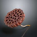 Dried Brown Lotus Seed Pod With Textured Surface On Dark Background 3d model