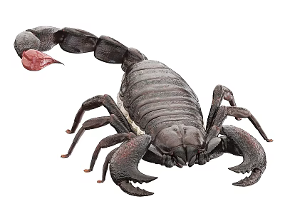 Black Scorpion Reptile Isolated On White Background With Large Claws Curved Tail And Red Stinger 3d model